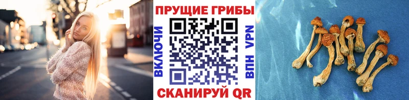 KRAKEN зеркало  Исилькуль  Галлюциногенные грибы прущие грибы  магазин   